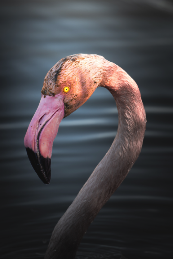 Flamant Rose | un regard menaçant