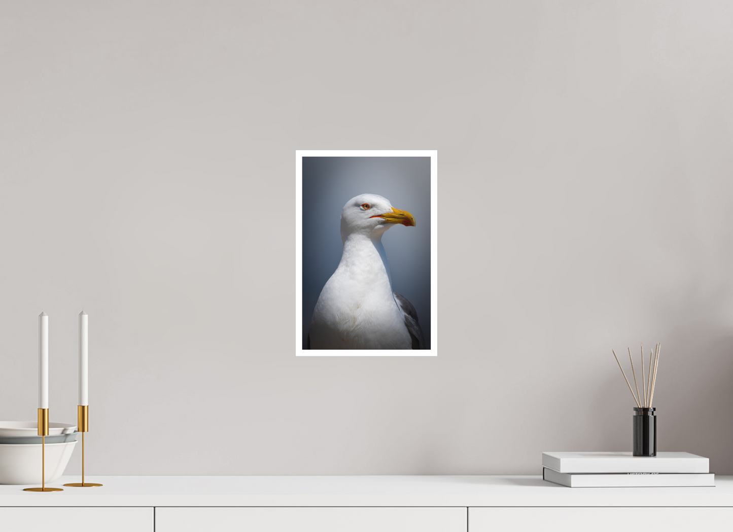 Goéland Leucophée | un portrait marin