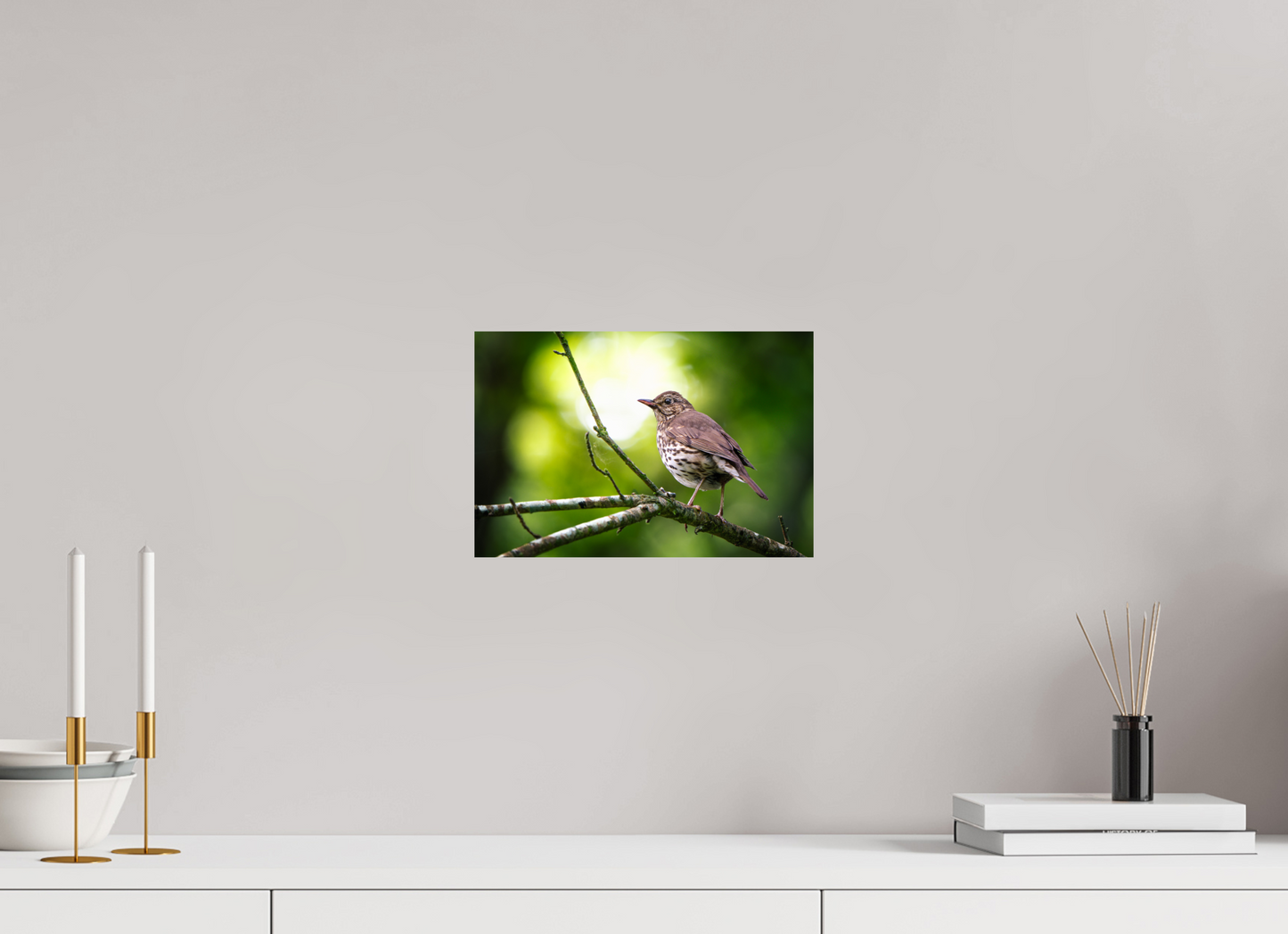 Grive musicienne | l'oiseau des sous-bois
