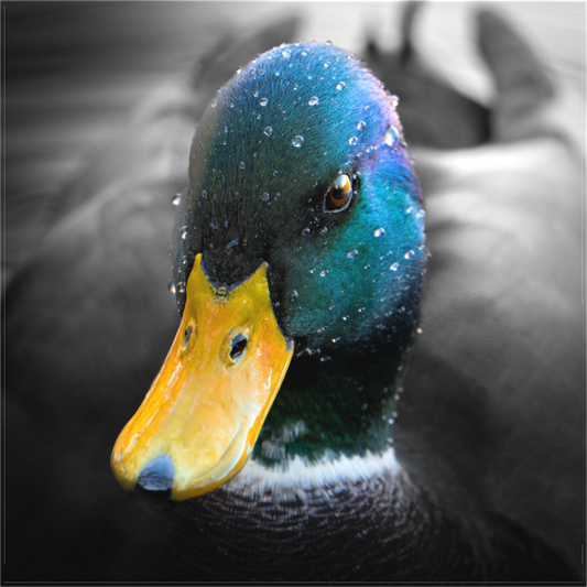 canard Colvert | une tête trempée