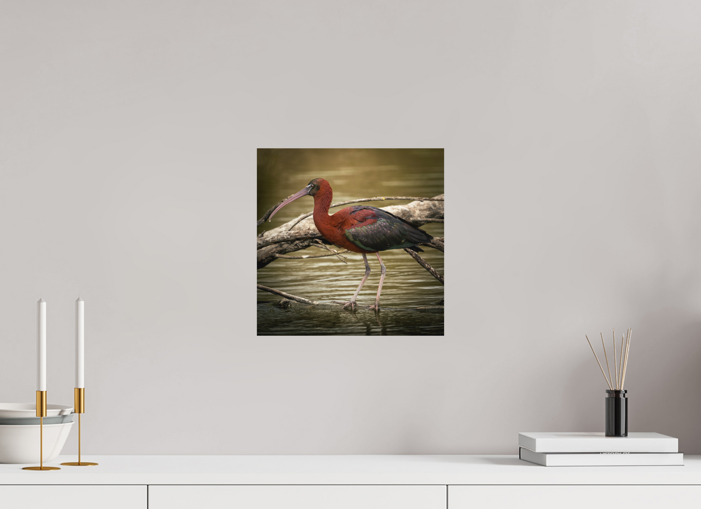 Ibis Falscinelle | un plumage cuivré