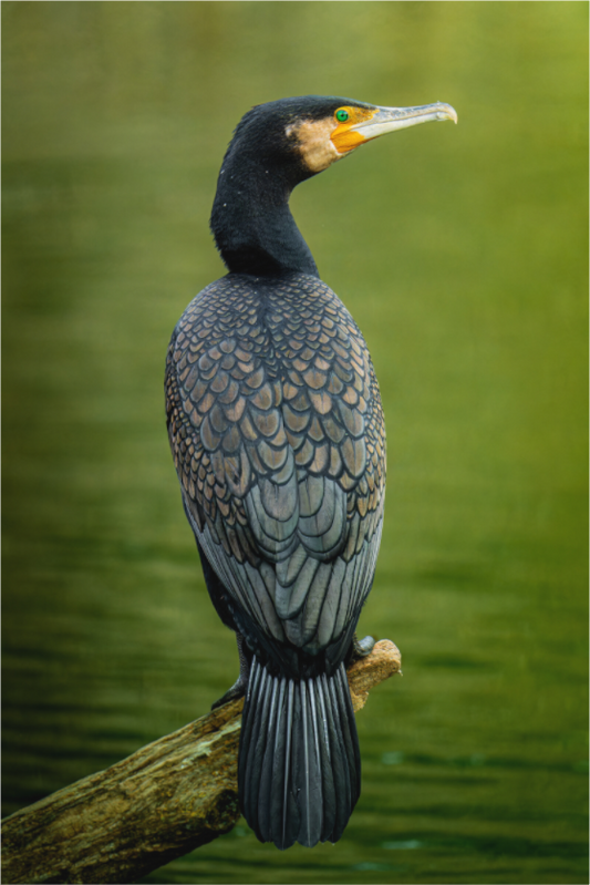 Grand Cormoran | le plumage d'ardoise