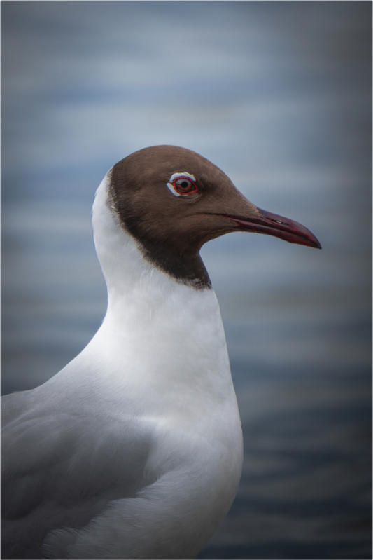 Mouette rieuse | le casque brun