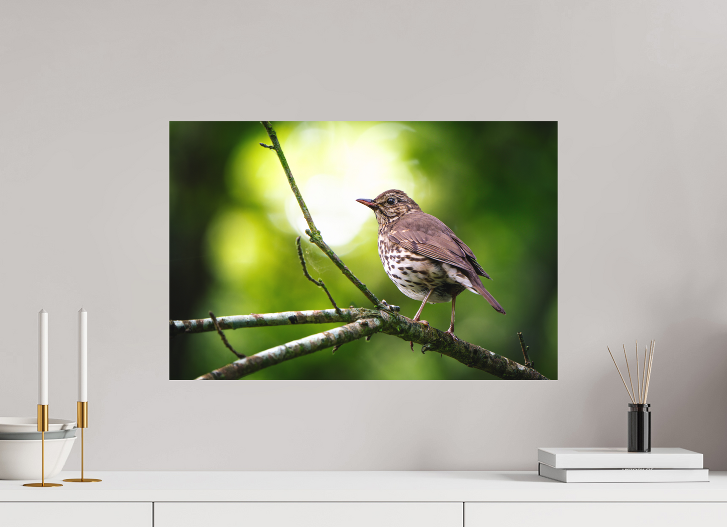 Grive musicienne | l'oiseau des sous-bois