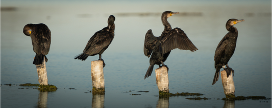 Grand Cormoran | les quatre frères