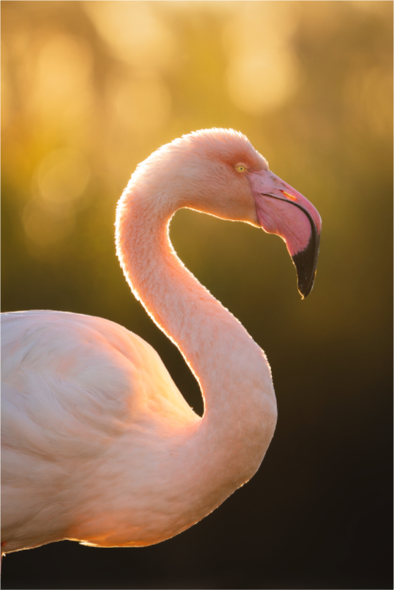 Main image Noble Incandescence