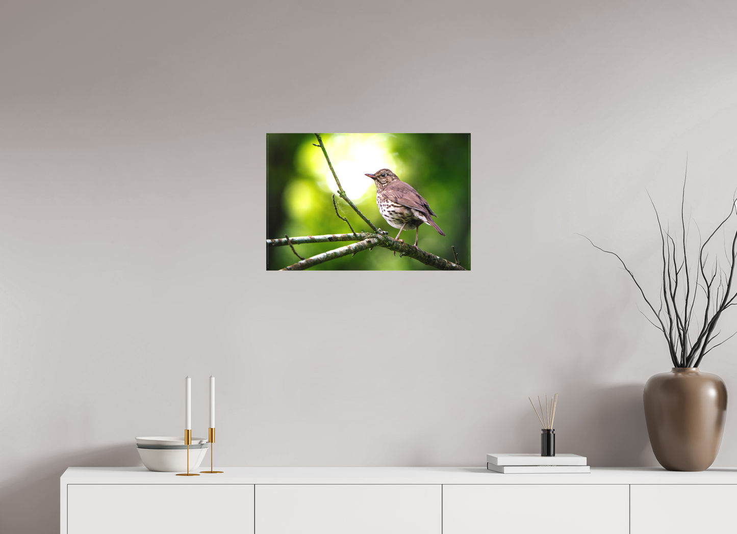 Grive musicienne | l'oiseau des sous-bois