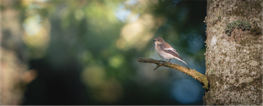 Gobemouche noir | seul sur son arbre