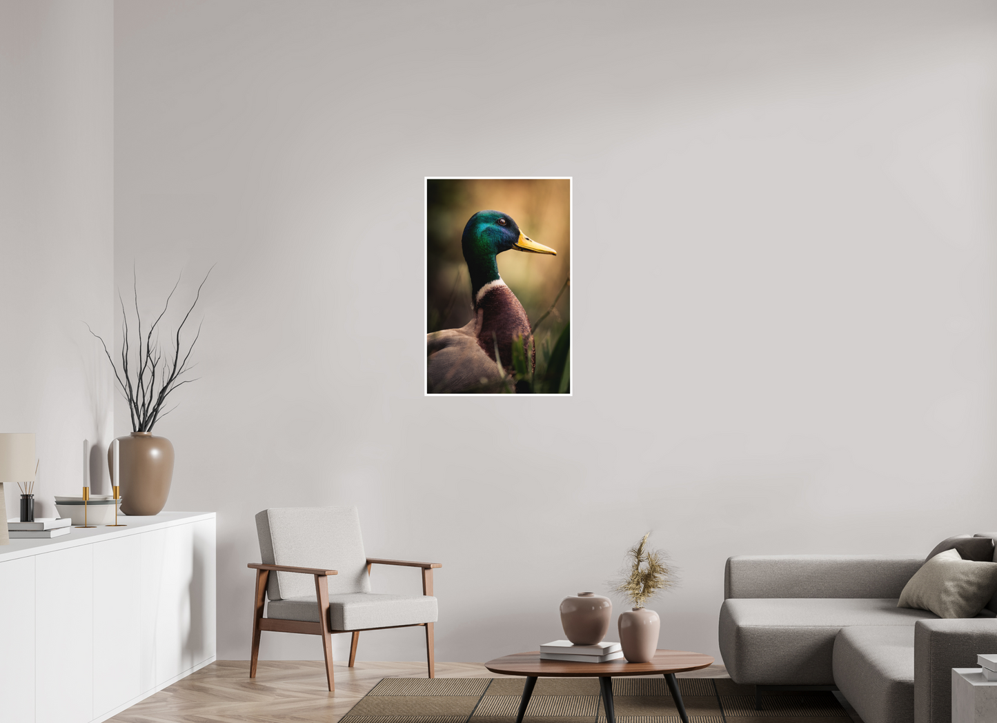 canard Colvert | le roi des canards