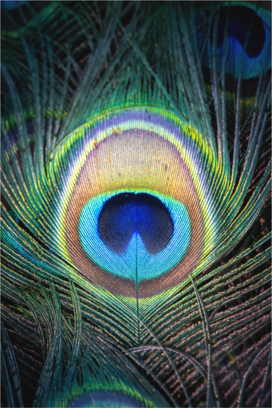 Œil de l’Iridescence