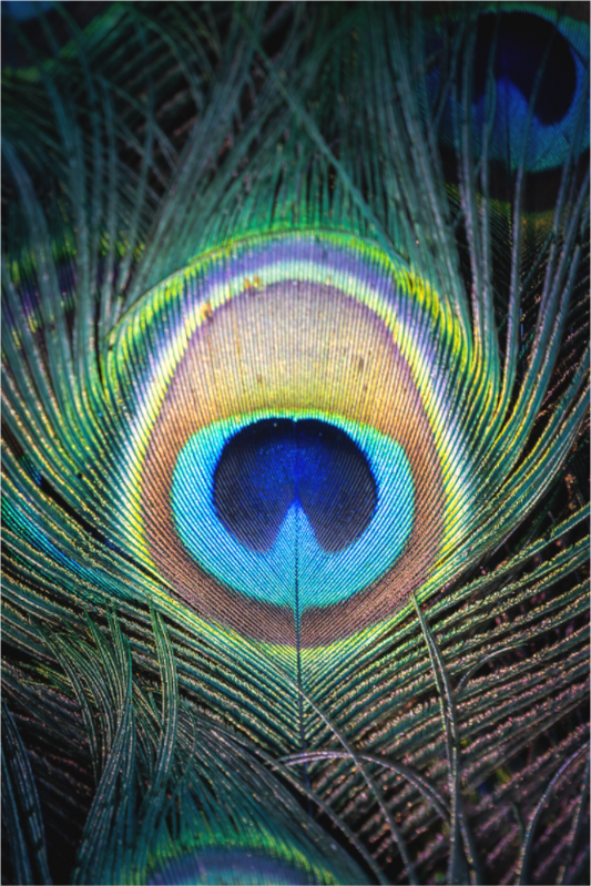Œil de l’Iridescence
