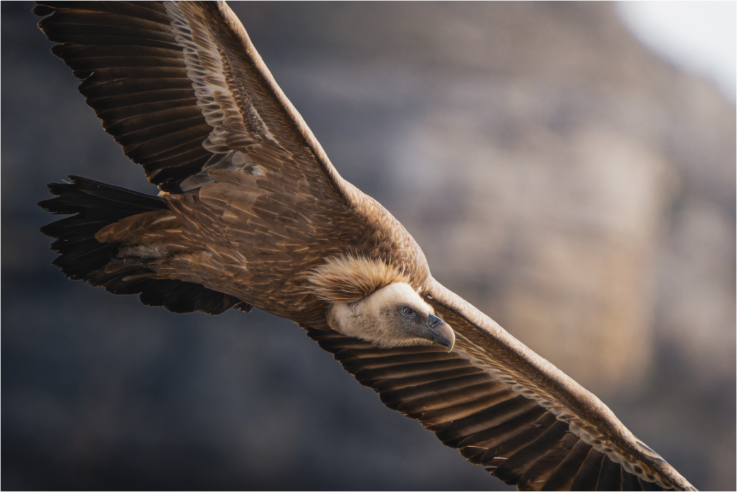 Main image Altus Rex