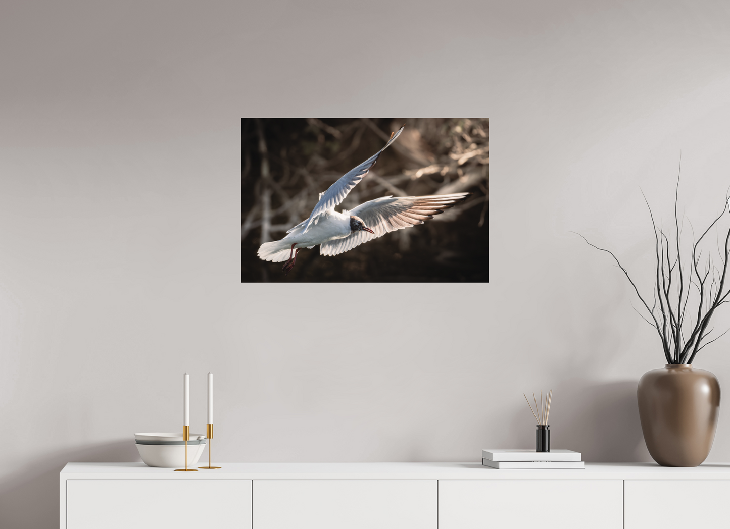 Mouette rieuse | les ailes angéliques