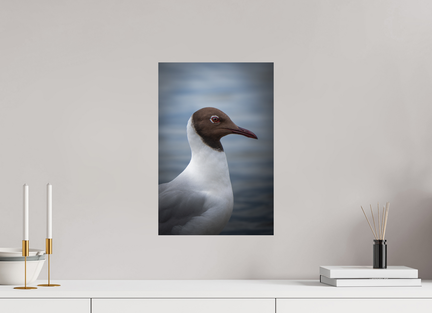 Mouette rieuse | le casque brun
