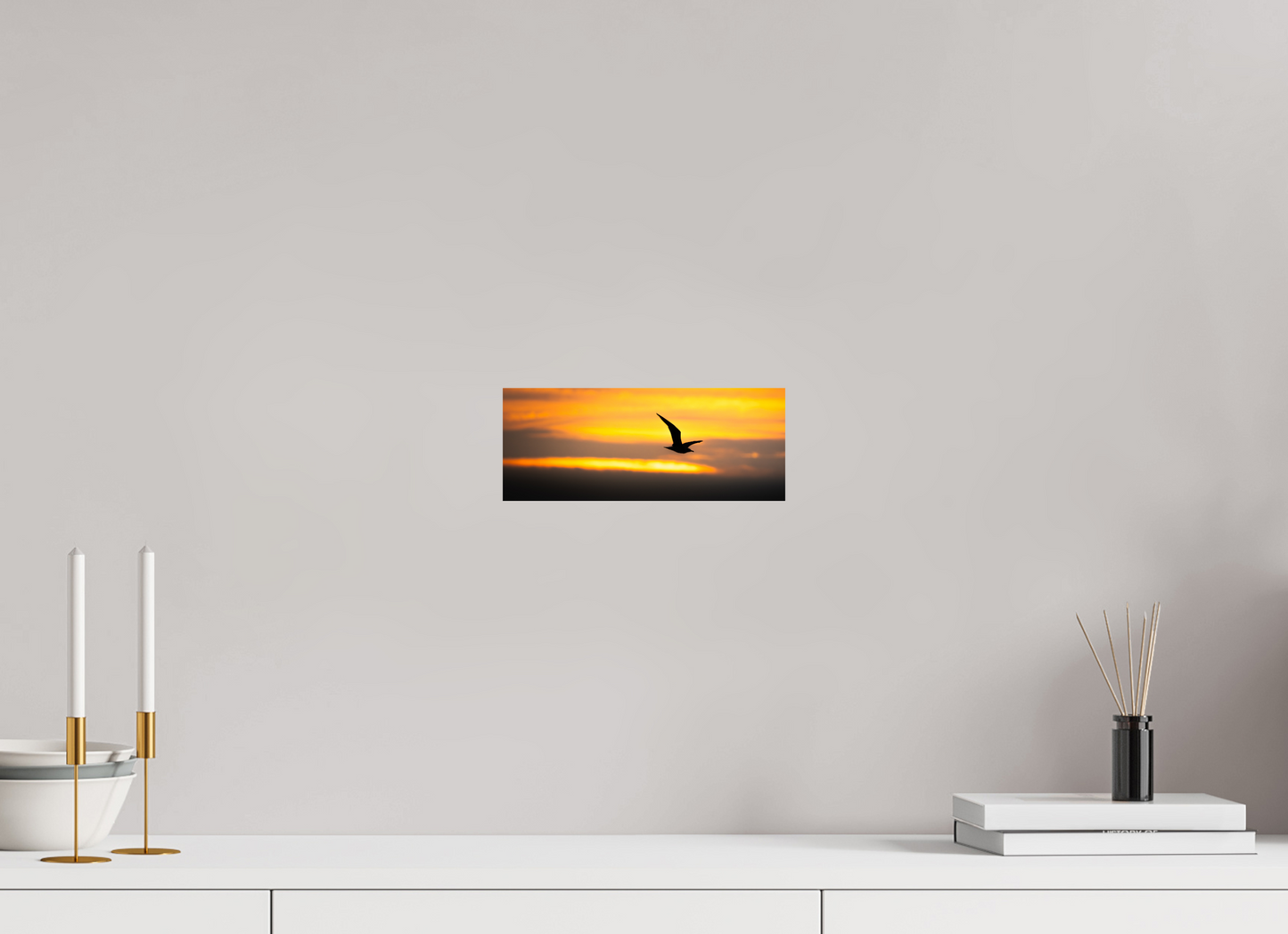 Goéland leucophée | golden hour