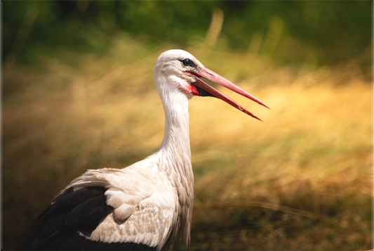 Cigogne blanche | une chaleur ardente