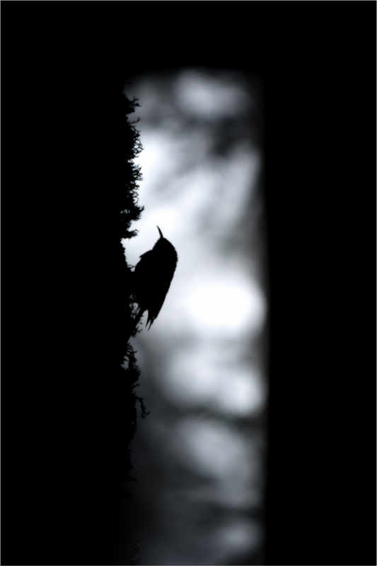 Grimpereau des bois | sous la brume