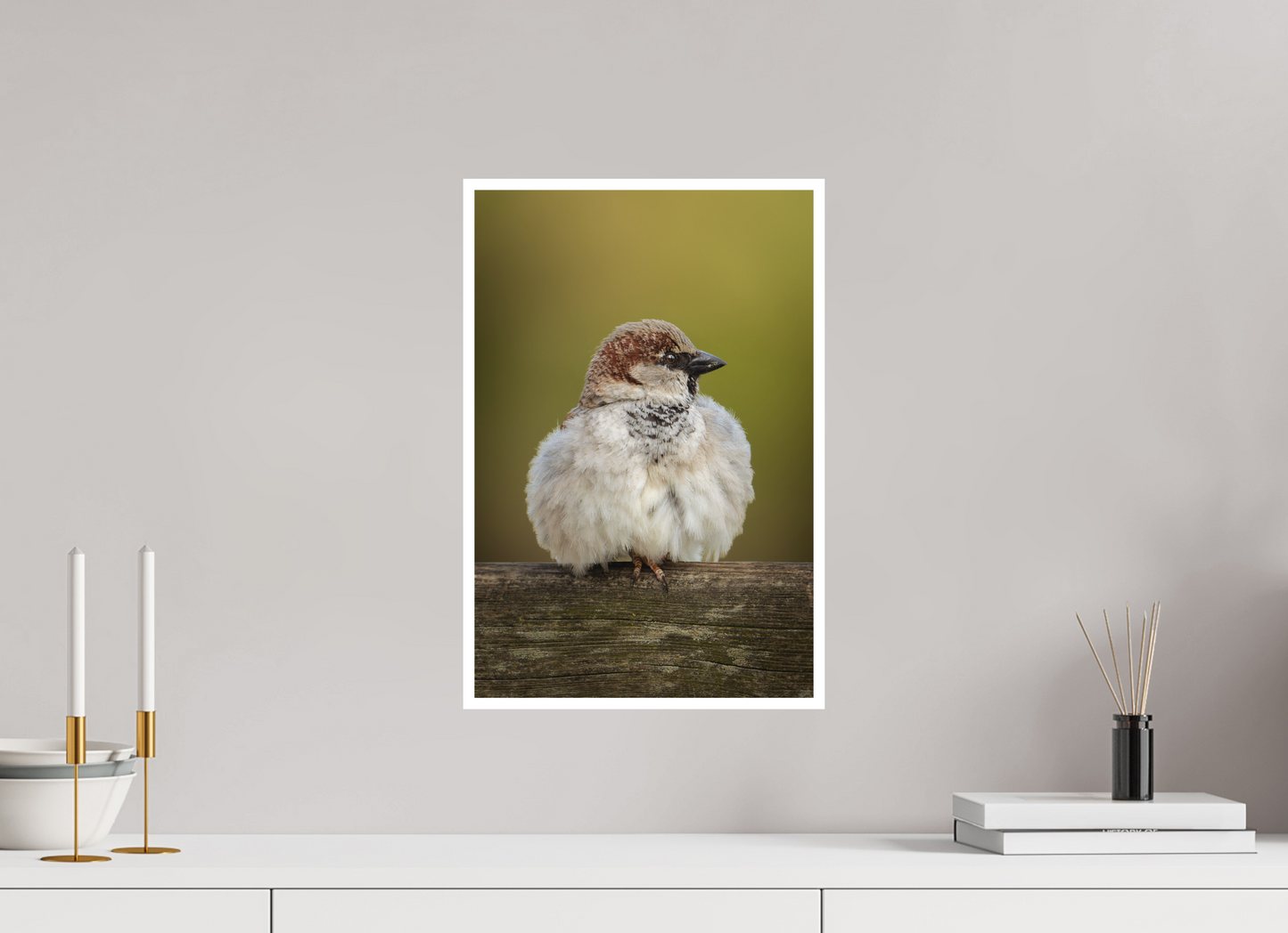 Moineau domestique | la boule de plume