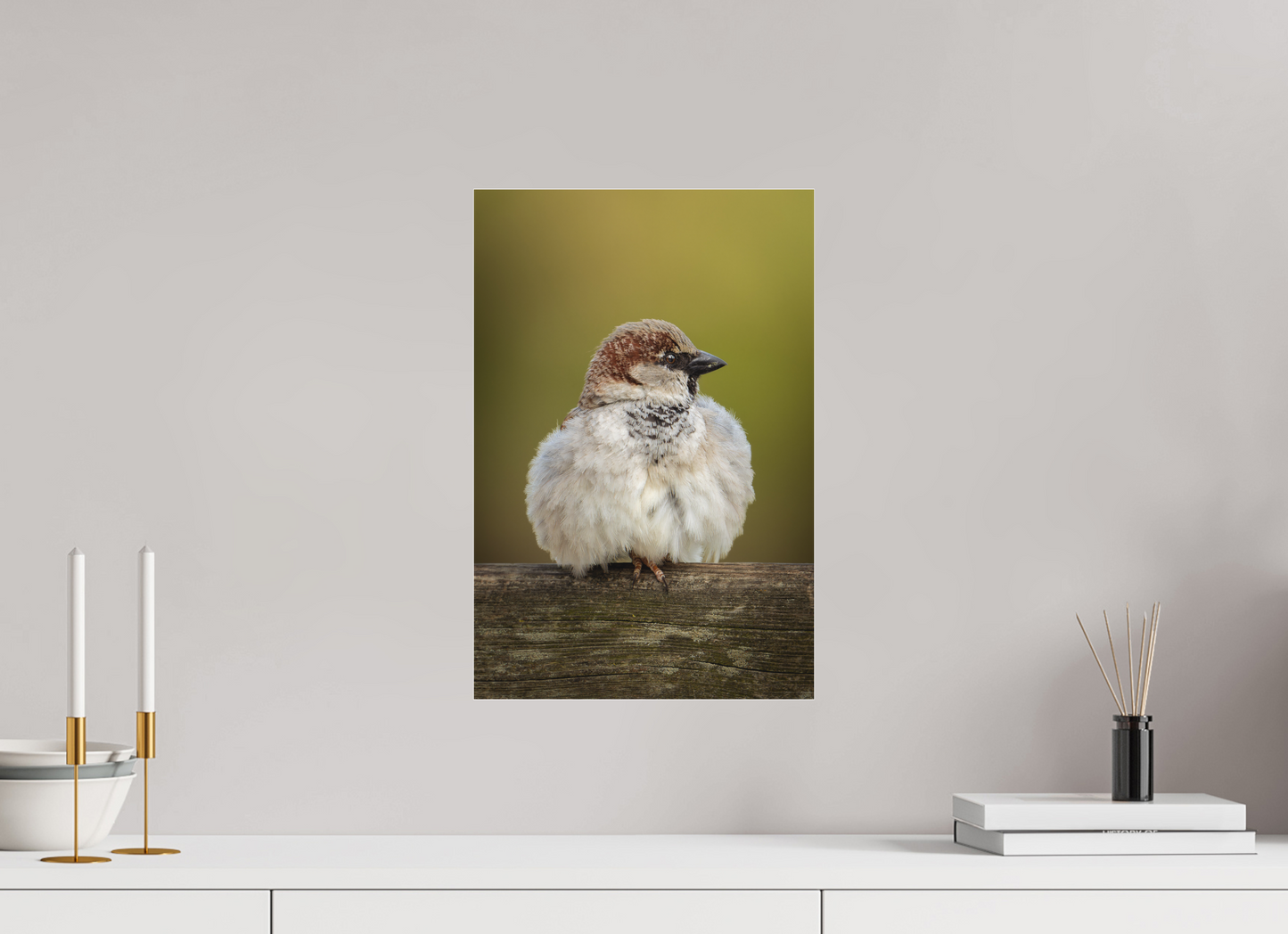 Moineau domestique | la boule de plume