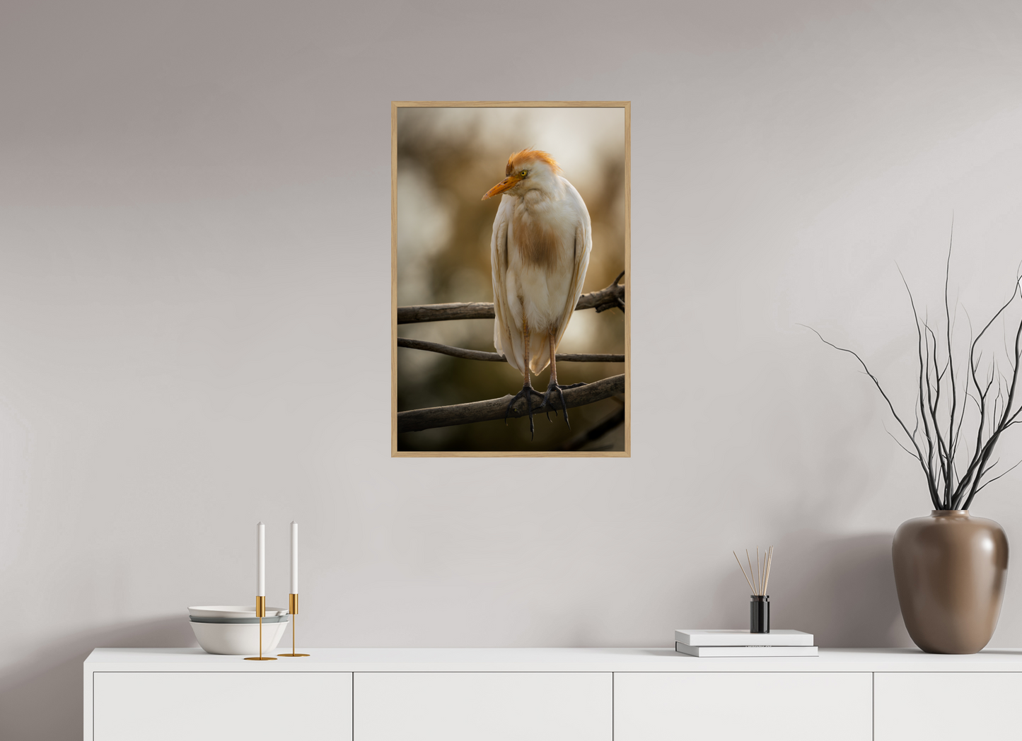 Héron Garde-bœuf | la fausse aigrette