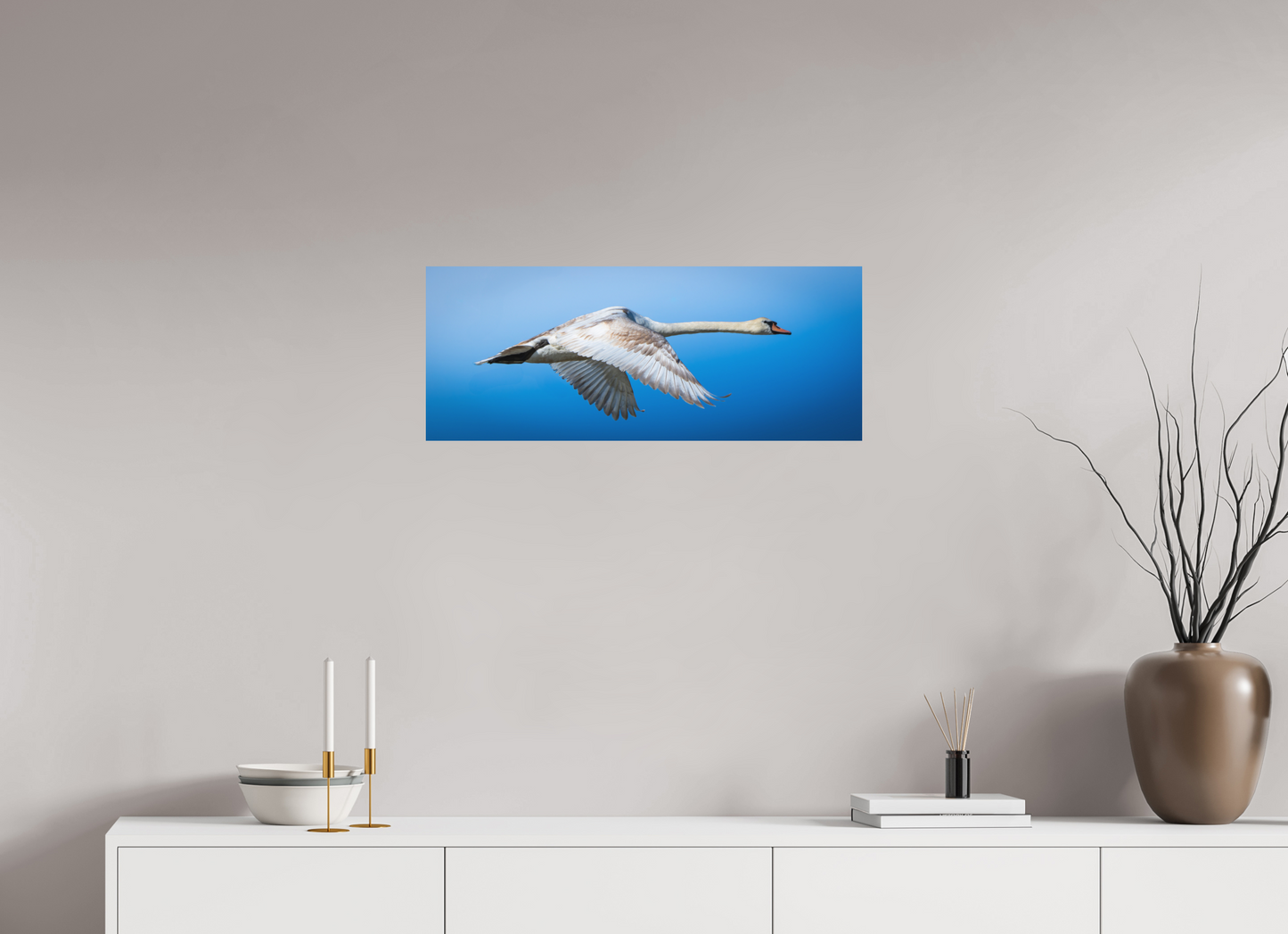 Cygne tuberculé | lourde élégance