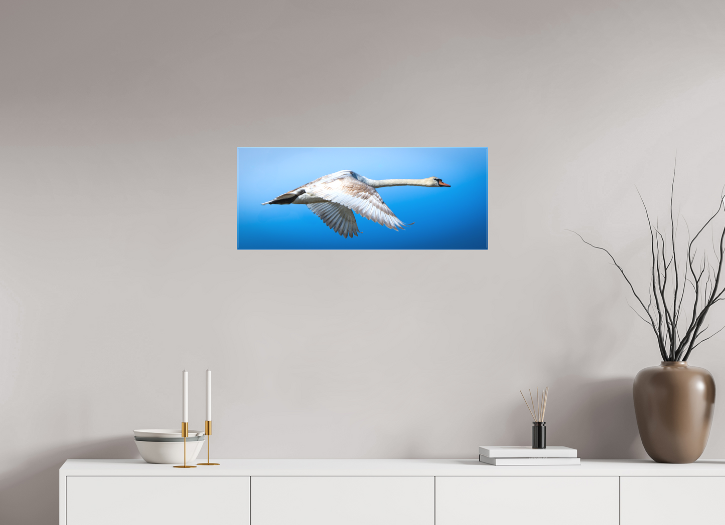 Cygne tuberculé | lourde élégance