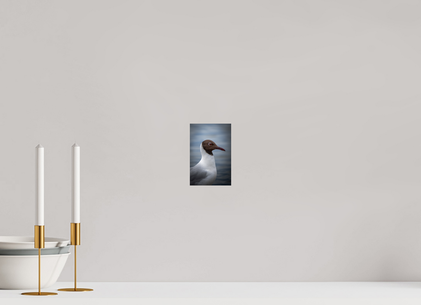 Mouette rieuse | le casque brun