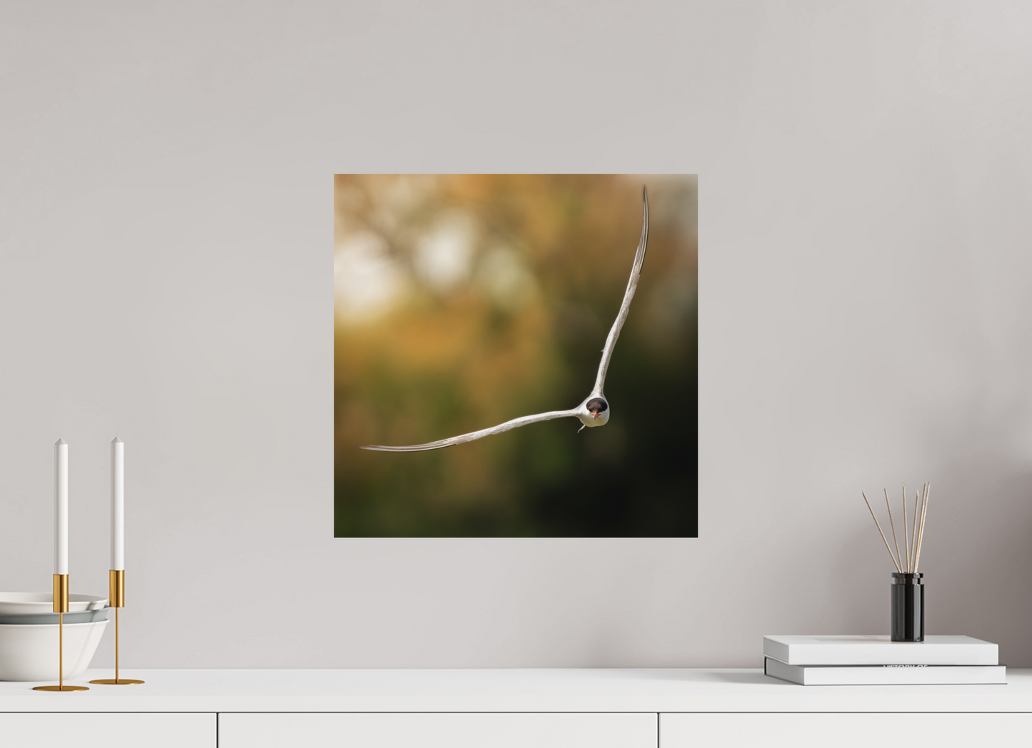 Sterne Pierregarin | des ailes couteaux