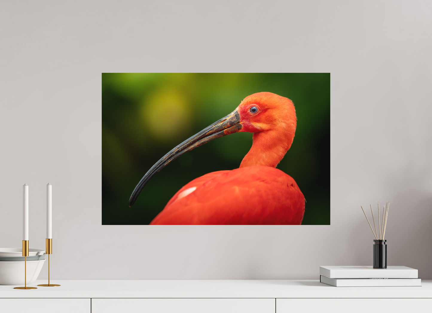Ibis Rouge | un rouge écarlate