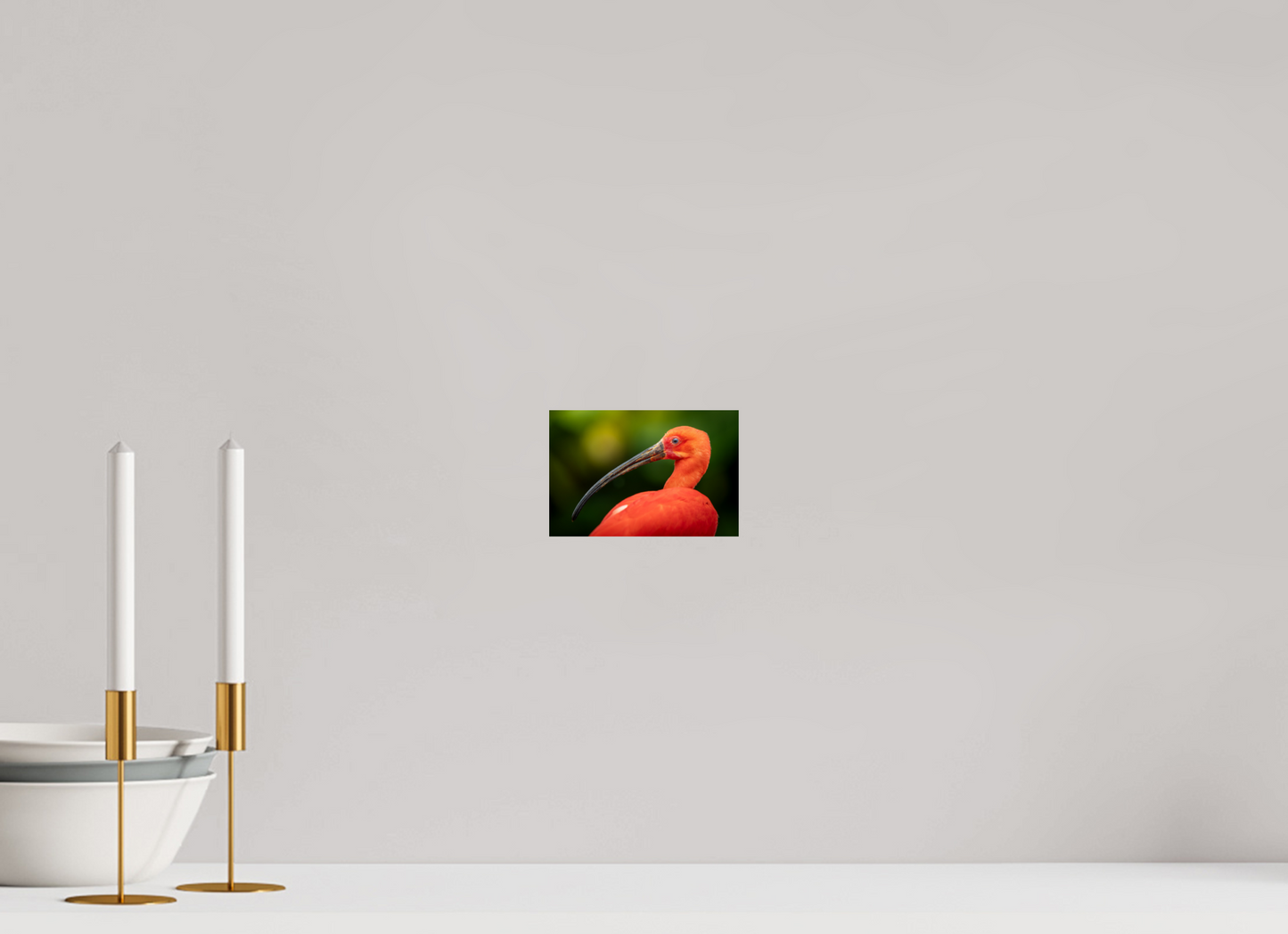 Ibis Rouge | un rouge écarlate