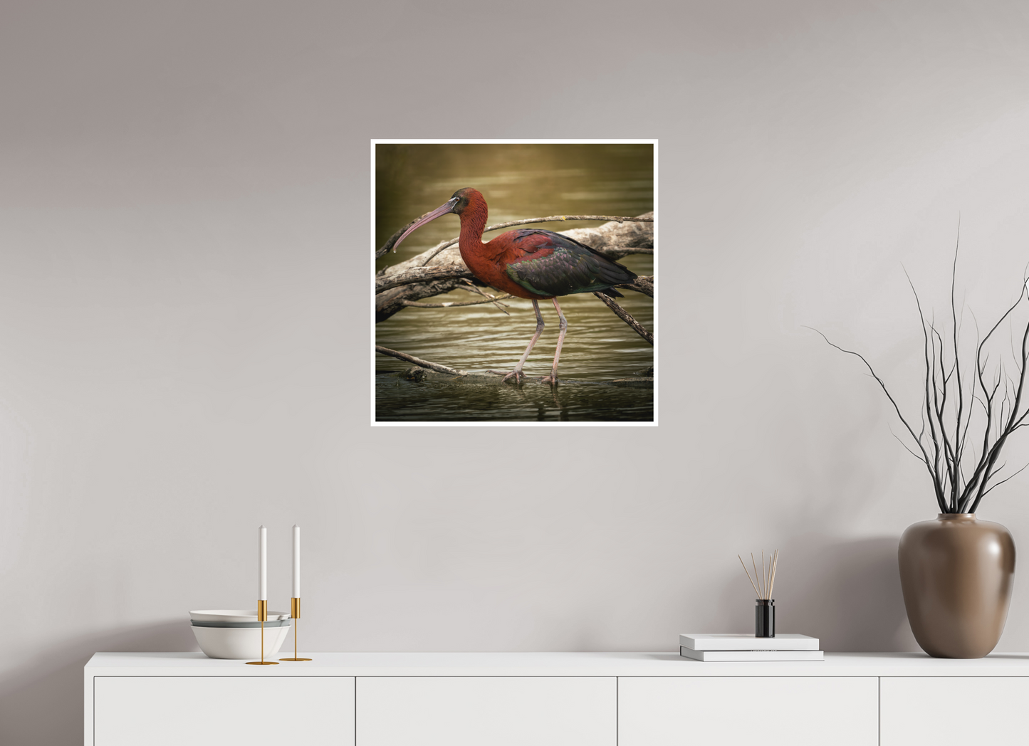 Ibis Falscinelle | un plumage cuivré