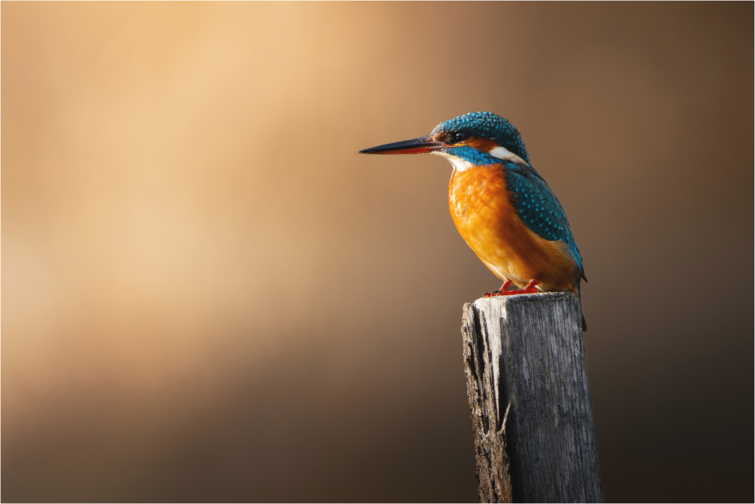 Main image Or et Azur