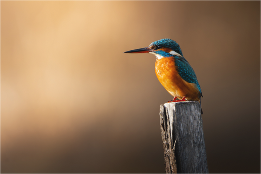 Main image Or et Azur