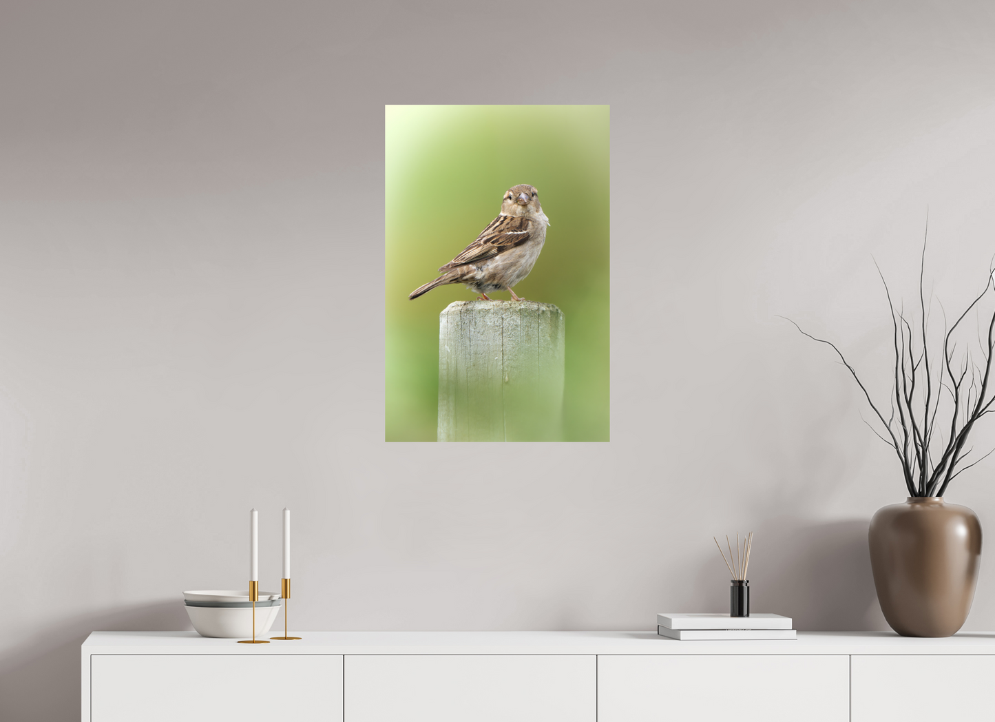 Moineau domestique | un regard mignon