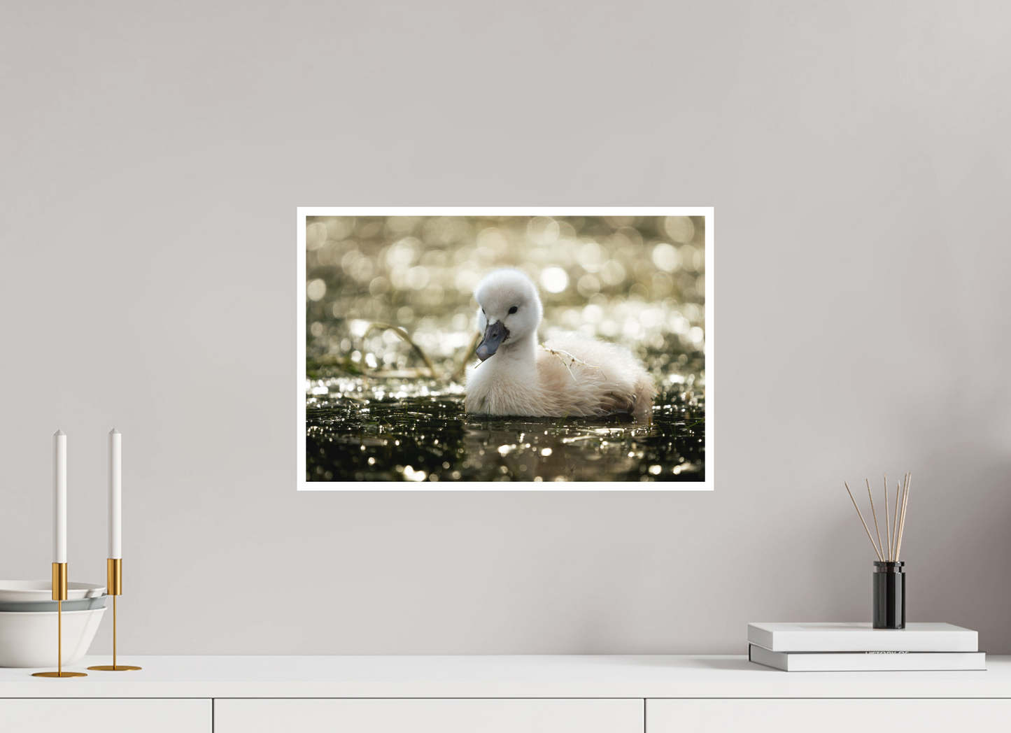 Cygne tuberculé | le nouveau née
