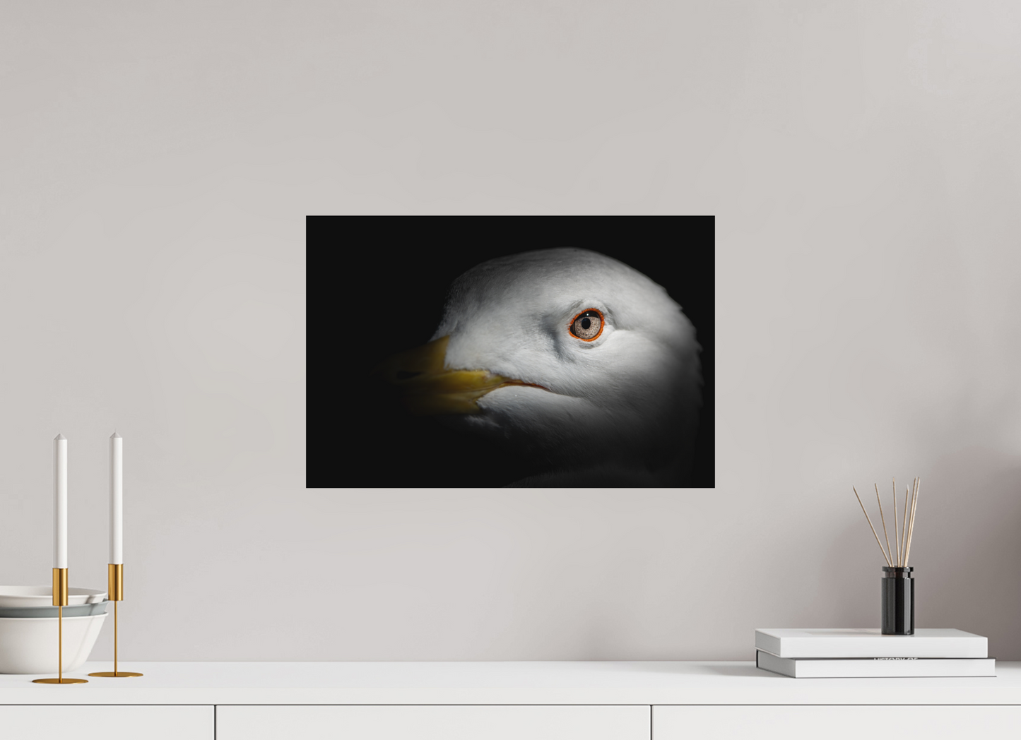 Goéland Leucophée | l'oeil d'argent