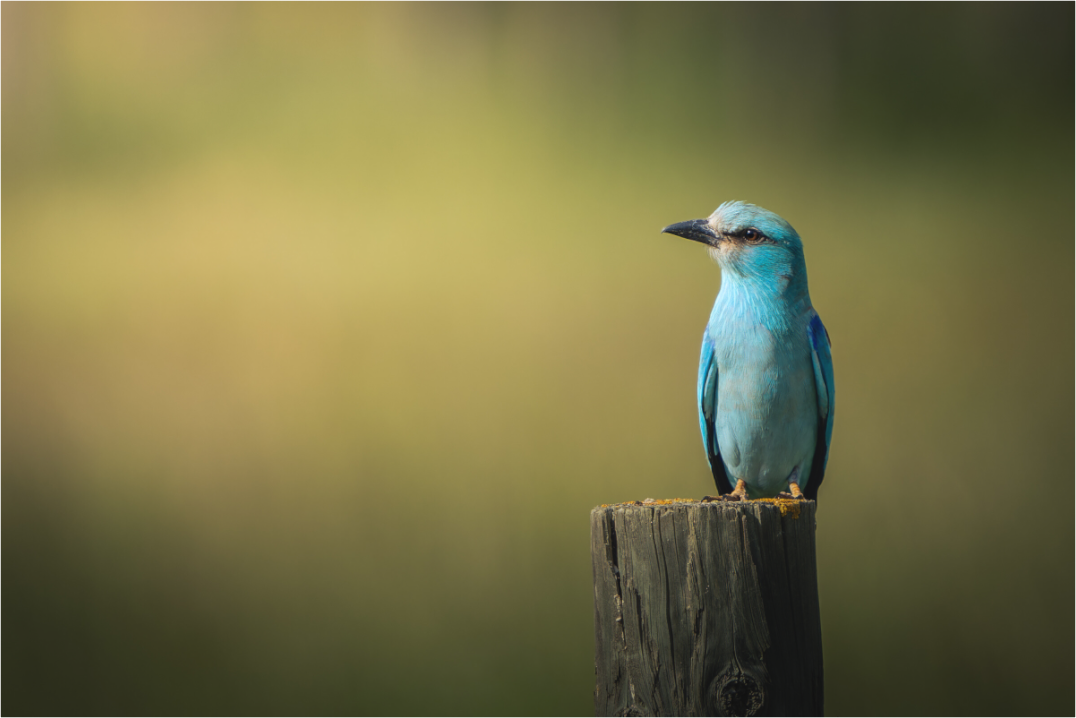 Main image Azure Pur