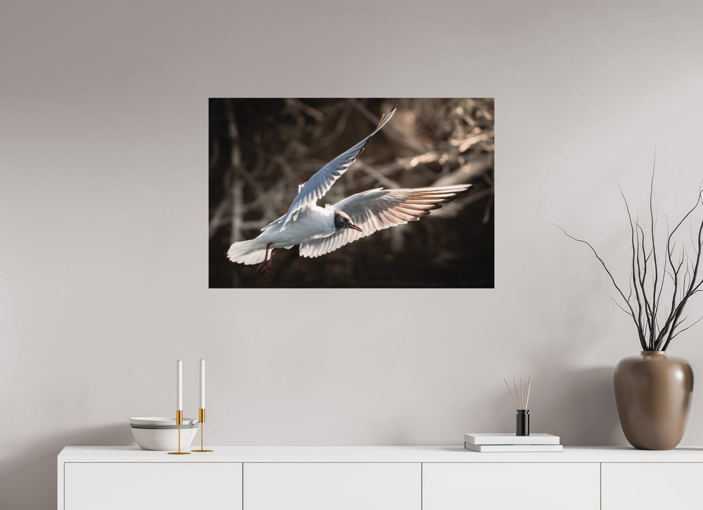 Mouette rieuse | les ailes angéliques