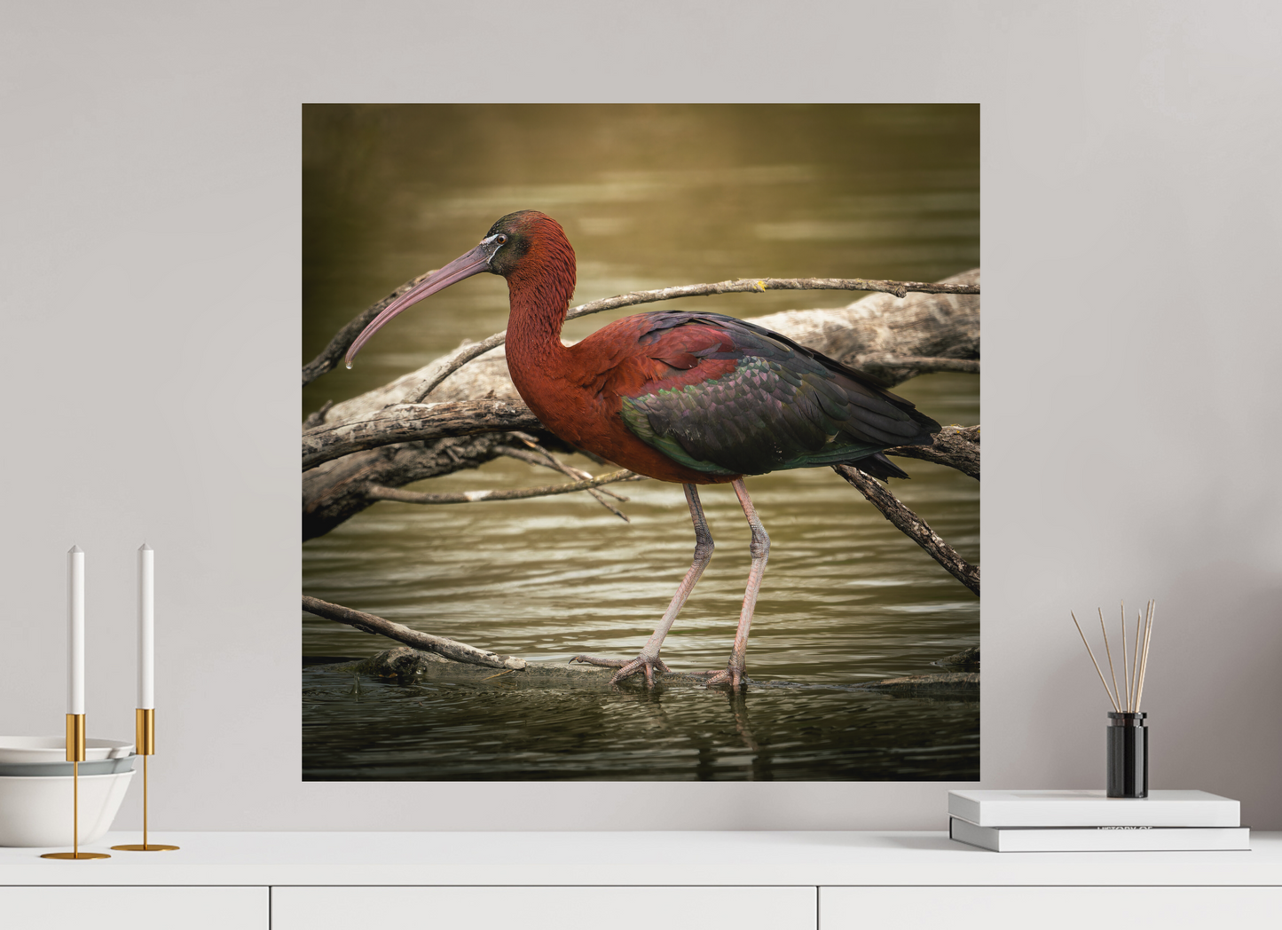 Ibis Falscinelle | un plumage cuivré