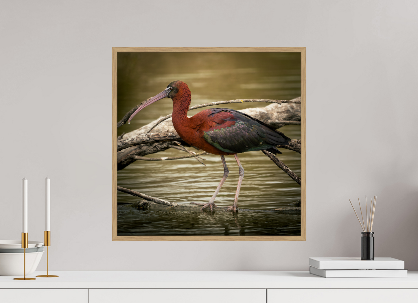 Ibis Falscinelle | un plumage cuivré