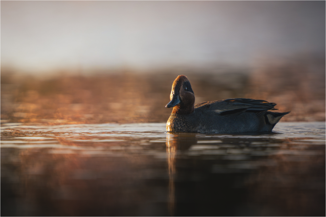 Main image Petit Prince