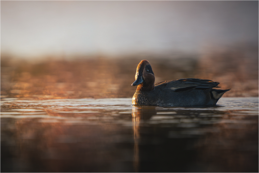 Main image Petit Prince