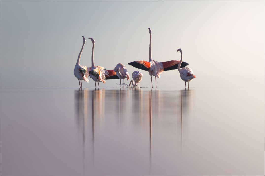 Main image Brumeux Nuptial