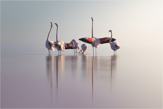 Main image Brumeux Nuptial