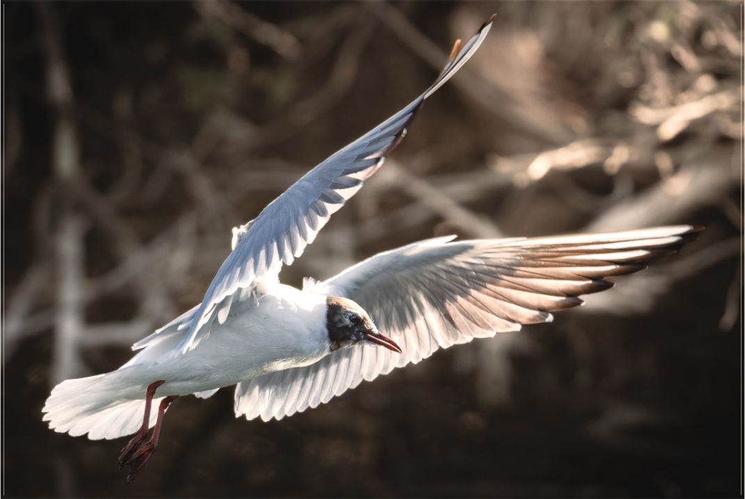 Mouette rieuse | les ailes angéliques