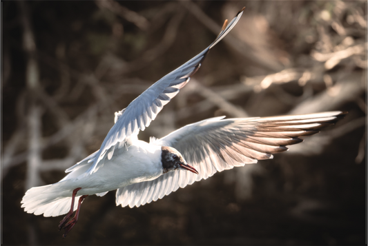 Mouette rieuse | les ailes angéliques