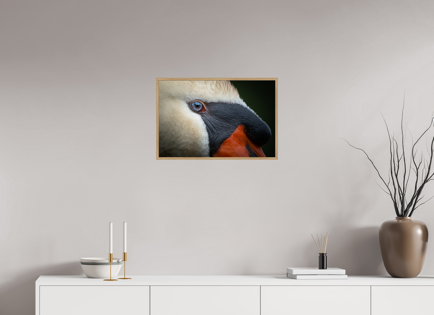 Cygne tuberculé | l'œil d'eau