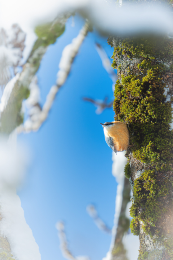 Main image Grand Hiver