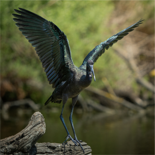 Ibis Falcinelle | cuivre absolu