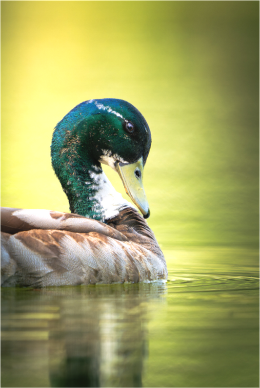 canard Colvert | la belle pose